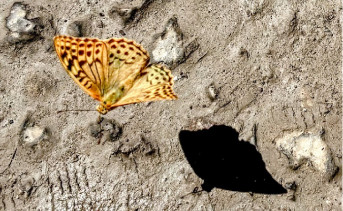 Перламутровка большая. Фото ruffnews.ru