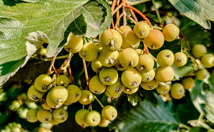 Рябина. Фото ruffnews.ru