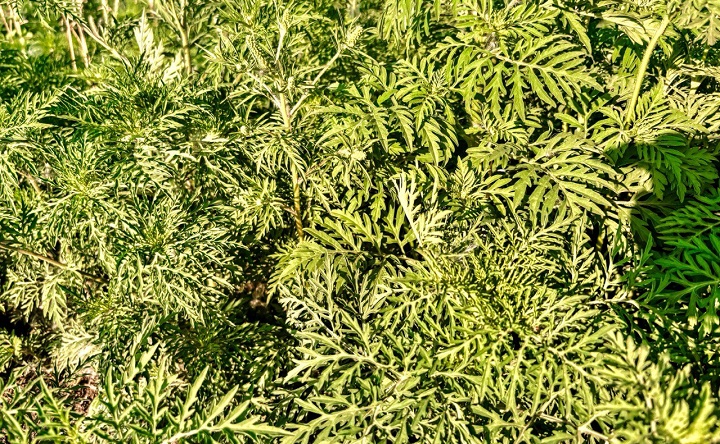 Амброзия в Таганроге. Фото Елены Анисимовой / ruffnews.ru