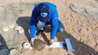 Исследование популяции камбалы. Фото пресс-служба Азово-Черноморского филиала ГНЦ РФ ФГБНУ «ВНИРО» («АзНИИРХ»)