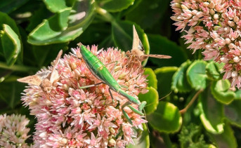 Хлопковые совки и богомол на очитке. Фото Елены Анисимовой / ruffnews.ru