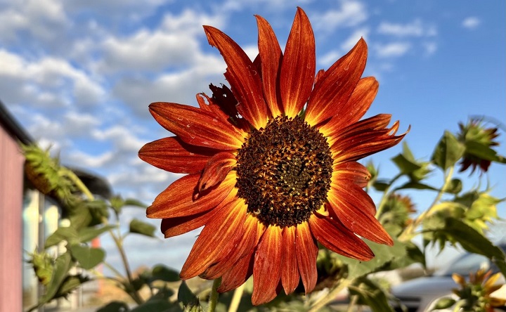 Подсолнух. Фото Елены Анисимовой / ruffnews.ru