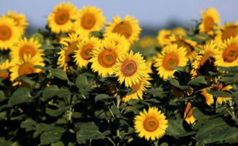 Подсолнухи. Фото Виталия Тимкива, РИА «Новости»