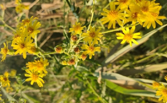 Степные цветы. Фото Никиты Сиденина