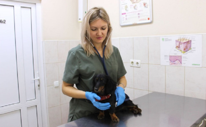 Ветеринарный врач. Фото donland.ru