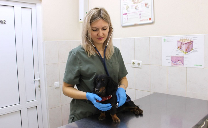 Ветеринарный врач с собакой. Фото donland.ru