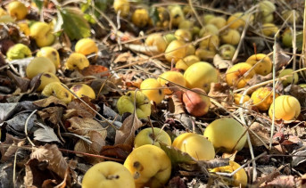 Опавшие яблоки. Фото Елена Анисимовой / ruffnews.ru