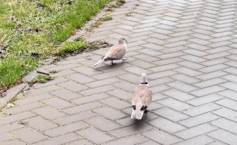 Горлицы. Фото ruffnews.ru