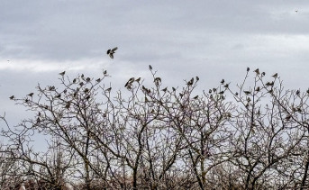 Свиристели. Фото ruffnews.ru