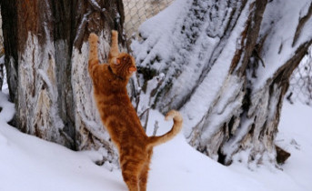 Кот на снегу. Фото Никиты Сиденина
