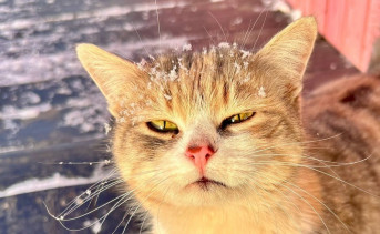 Уличная кошка. Фото ruffnews.ru