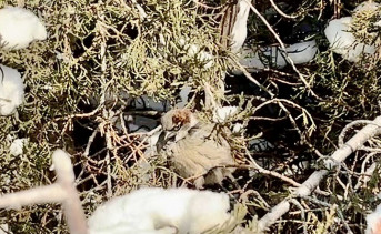 Воробей. Фото ruffnews.ru