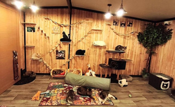 «Кошкин дом» в приюте «Дядя Феникс». Фото газеты «Молот»