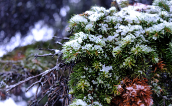 Заснеженные хвойные ветки. Фото Никиты Сиденина