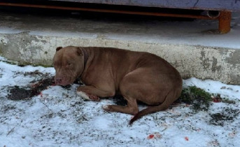 Питбуль Ральф. Фото telegram-канала приюта «Феникс»