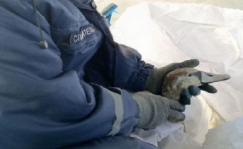 Спасённый лебедь. Фото пресс-службы администрации Азова