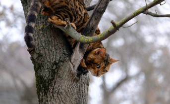 Кот спускается с дерева. Фото Никиты Сиденина