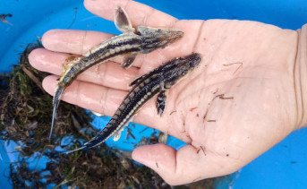 Молодь осетра. Фото пресс-службы Азово-Черноморского филиала ГНЦ РФ ФГБНУ «ВНИРО» («АзНИИРХ»)