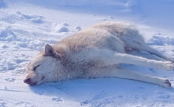 Пострадавший пёс. Фото telegram-канала приюта «Феникс»