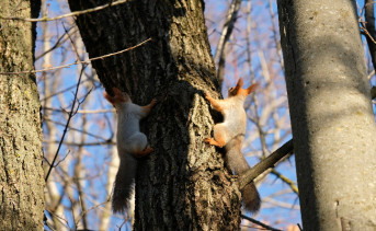 Белки на дереве. Фото Никиты Сиденина