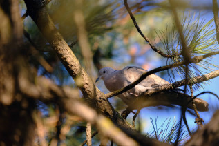 Голубь на ветке. Фото Никиты Сиденина