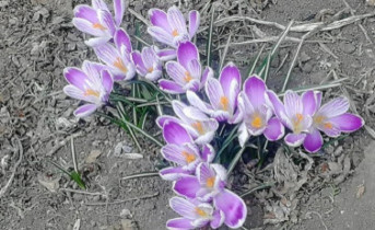 Цветущие крокусы. Фото ruffnews.ru