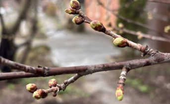 Набухшие почки на дереве. Фото ruffnews.ru