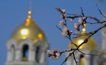 Цветущая ветка абрикоса на фоне Вознесенского собора в Новочеркасске. Фото Никиты Сиденина