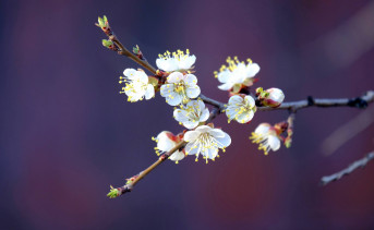 Цветущая ветка абрикоса. Фото Никиты Сиденина