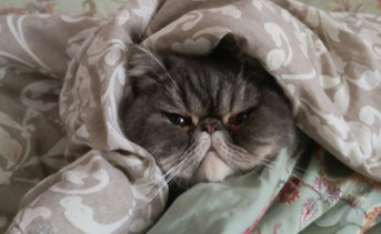 Кот под одеялом. Фото ruffnews.ru