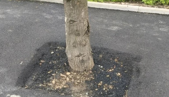 Дерево, закатанное в асфальт. Фото МКУ «Благоустройство»