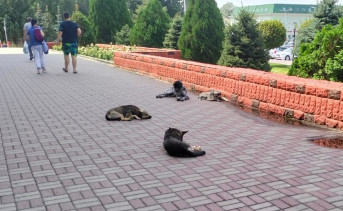 Бездомные собаки возле здания администрации Новочеркасска. Архивное фото пресс-службы гордумы