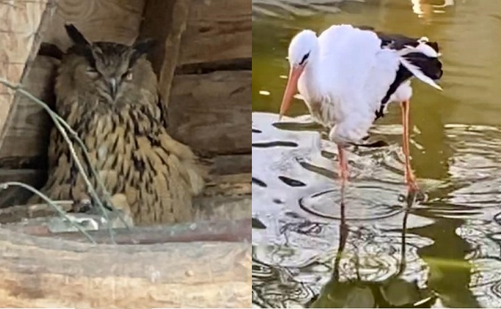 Раненные птицы, спасённые в Живом уголке