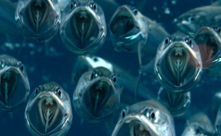 Хамса. Иллюстрация предоставлена Сергеем Дудкиным