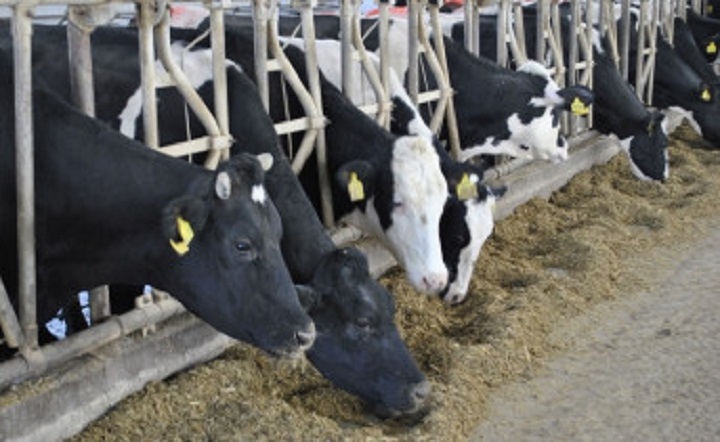 Коровы в коровнике. Фото donland.ru